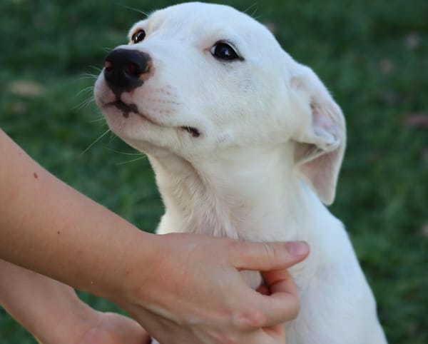 JOLIET, chiot Croisée Labrador femelle