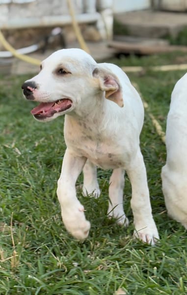 DALLAS, chiot Croisé Labrador mâle
