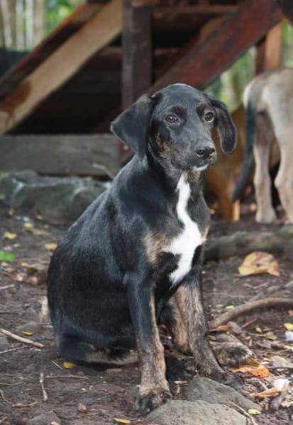ALOE, chiot Berger Créole, femelle