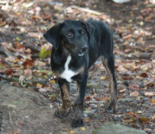 ALOE, chiot Berger Créole, femelle
