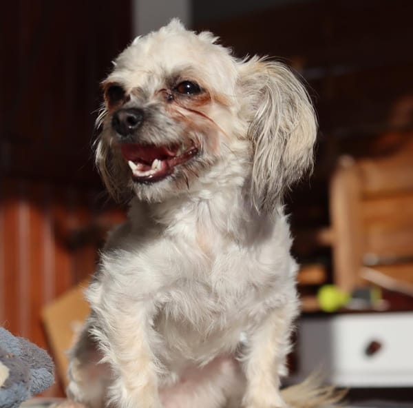 FURBY, junior femelle croisée Chihuahua & bichon