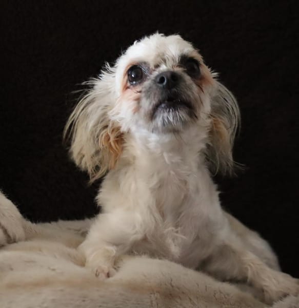 FURBY, junior femelle croisée Chihuahua & bichon