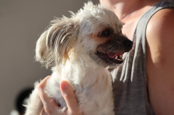 FURBY, junior femelle croisée Chihuahua & bichon