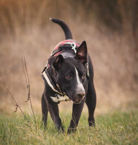 JEÏKO Mâle Berger créole junior