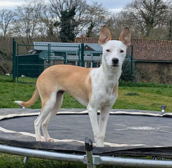 NOVAA la petite étoile