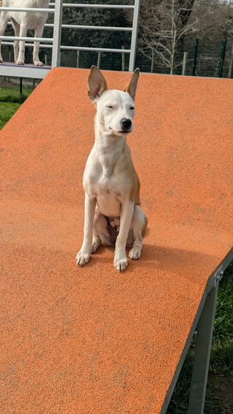 NOVAA la petite étoile