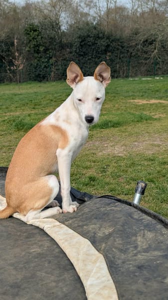 NOVAA la petite étoile