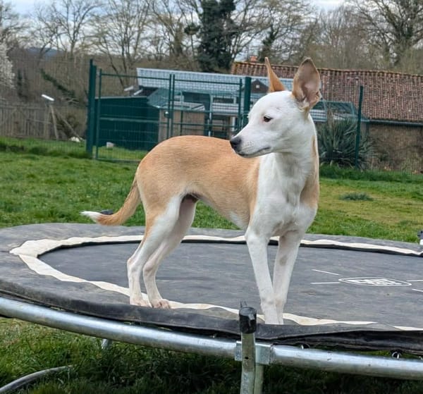 NOVAA la petite étoile