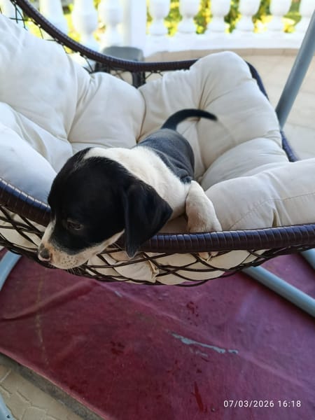 À L’ADOPTION, PATO ,  BERGER CREOLE MÂLE NOIR ET BLANC