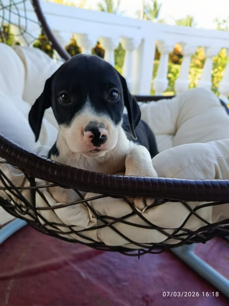À L’ADOPTION, PATO ,  BERGER CREOLE MÂLE NOIR ET BLANC