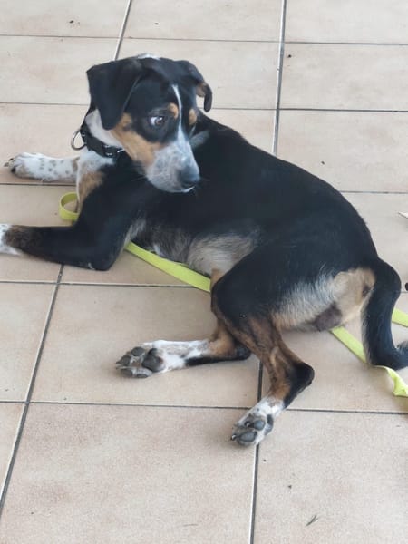 À L’ADOPTION, Tinnie, adorable femelle BERGER CREOLE tricolore