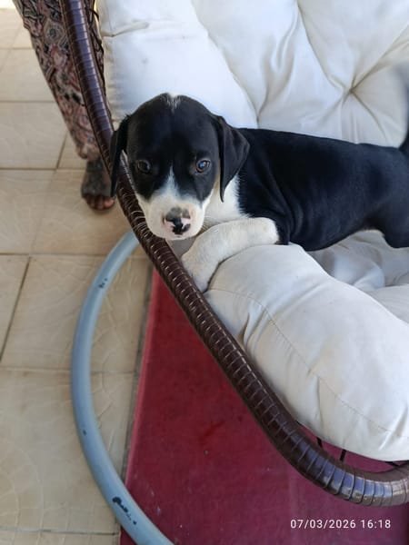 À L’ADOPTION, PATO ,  BERGER CREOLE MÂLE NOIR ET BLANC