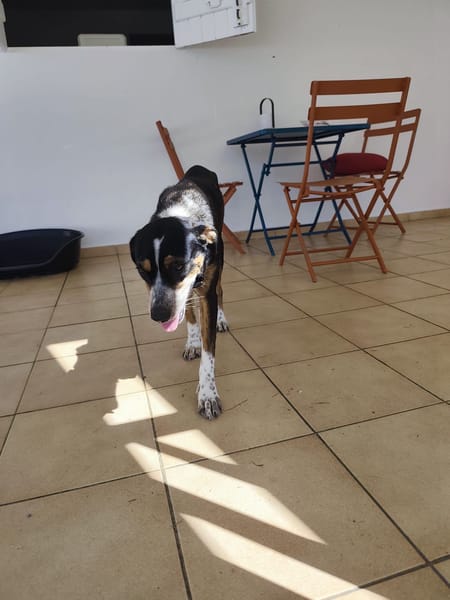 À L’ADOPTION, Tinnie, adorable femelle BERGER CREOLE tricolore