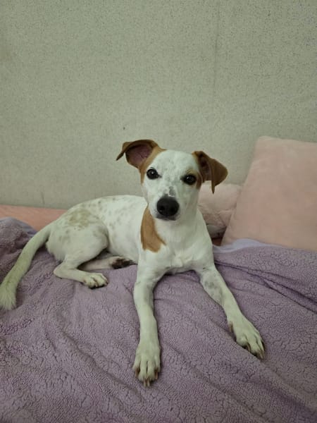 🐾 À L’ADOPTION – TIKO, petit rayon de soleil sur pattes 🐾