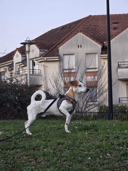 🐾 À L’ADOPTION – TIKO, petit rayon de soleil sur pattes 🐾