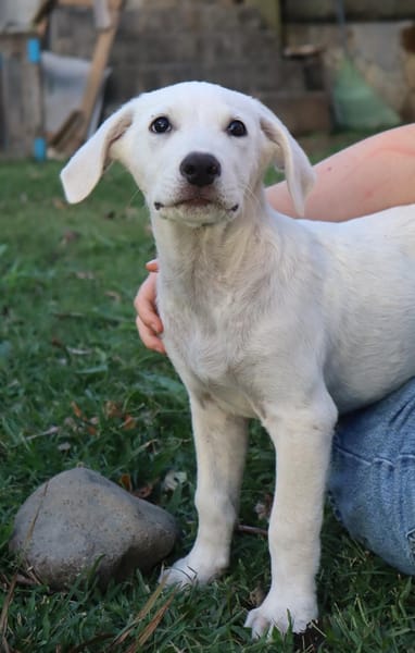 AUSTIN, chiot Croisé Labrador mâle