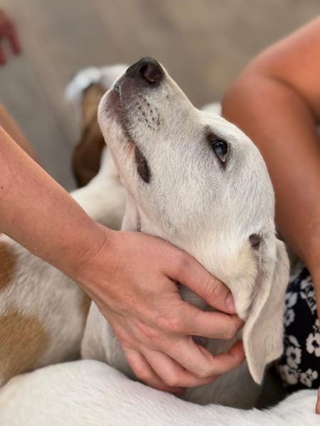 AUSTIN, chiot Croisé Labrador mâle