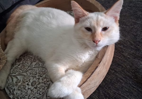 BLANCHE, chaton femelle européen