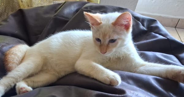 BLANCHE, chaton femelle européen