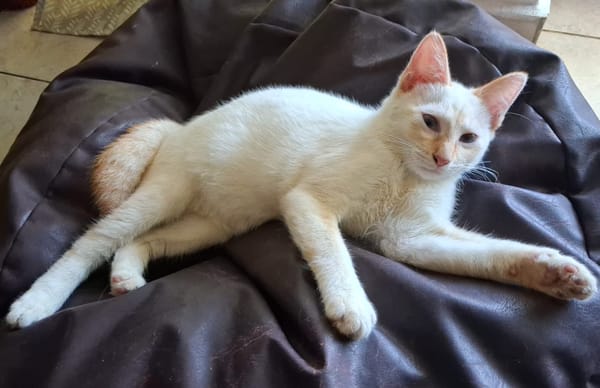 BLANCHE, chaton femelle européen