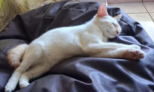 BLANCHE, chaton femelle européen