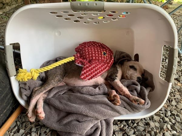 CLÉO, chiot Berger Créole, femelle