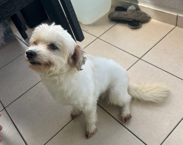 HONEY, Femelle Croisée Spitz Bichon,