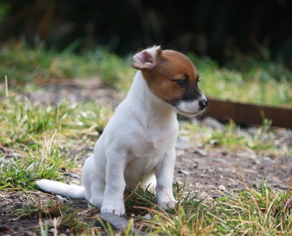 PERLE, chiot Berger Créole femelle