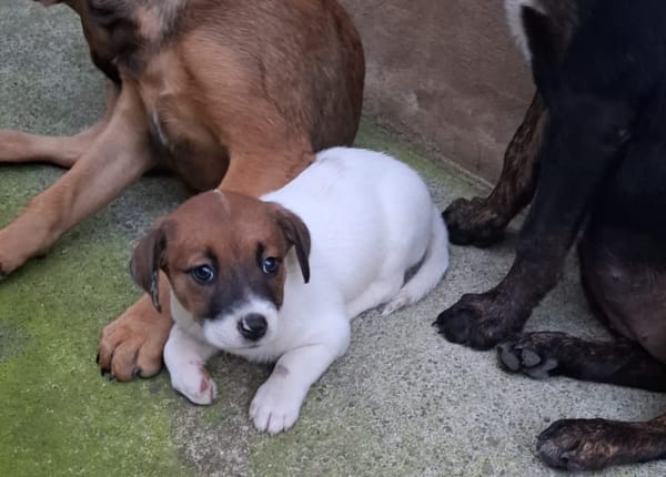 PERLE, chiot Berger Créole femelle