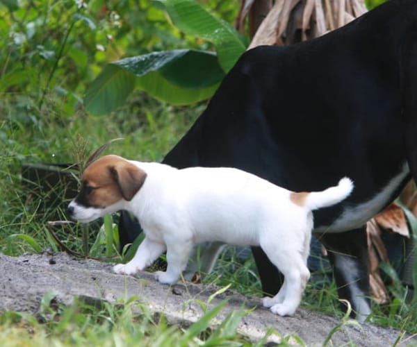 PERLE, chiot Berger Créole femelle