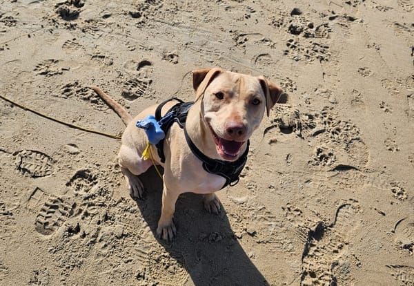 PHOENIX Croisée Labrador Femelle junior