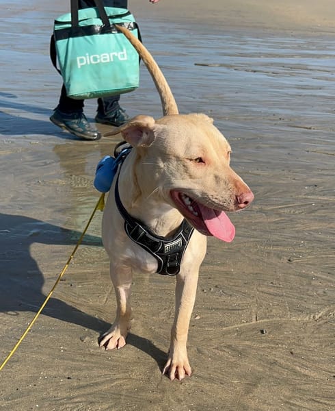 PHOENIX Croisée Labrador Femelle junior