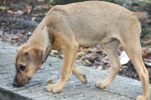 VERA, chiot femelle Berger Créole