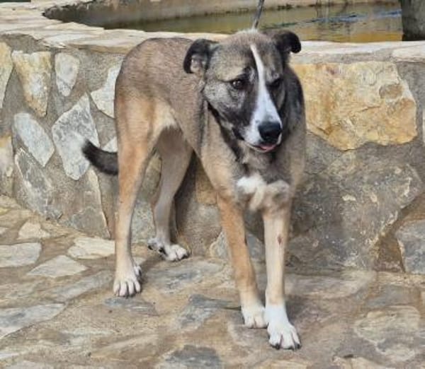 Schüchterne Teddybärin Elina