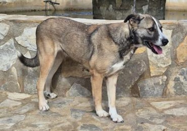 Schüchterne Teddybärin Elina