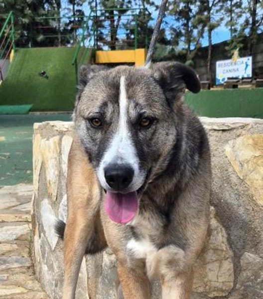 Schüchterne Teddybärin Elina