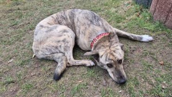 TIGER - tolle Persönlichkeit