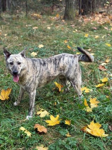 TIGER - tolle Persönlichkeit