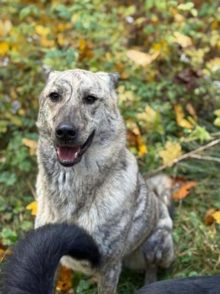 TIGER - tolle Persönlichkeit