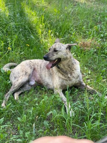 TIGER - tolle Persönlichkeit