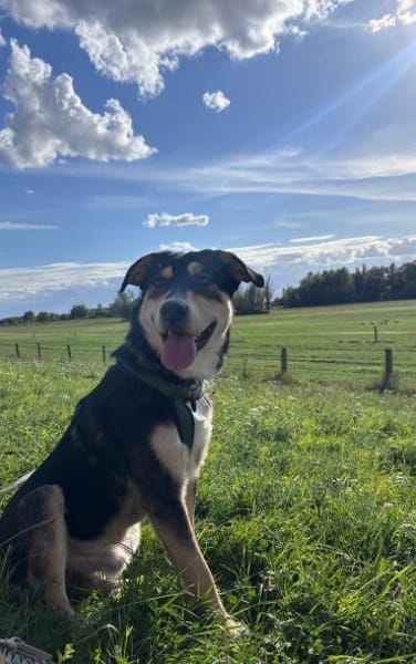 Lieber, aktiver Aarne