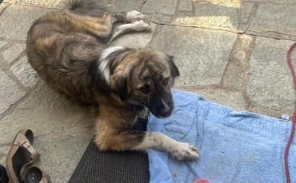 Lilli sucht ein ruhiges Zuhause