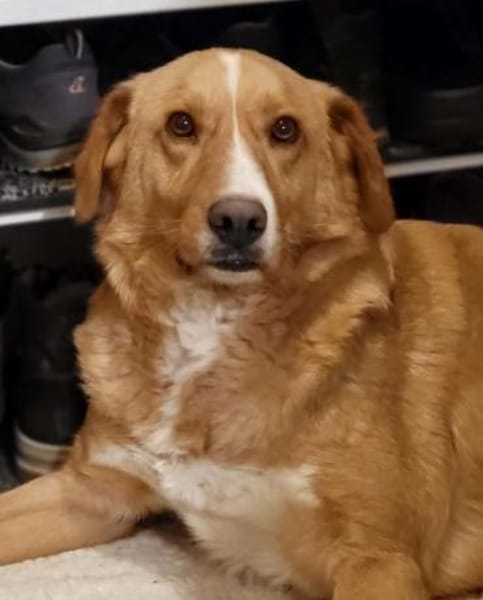 🐾❤ HUGO PS in 91241 Kirchensittenbach