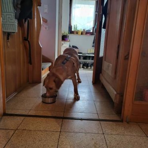 🐾❤ HUGO PS in 91241 Kirchensittenbach