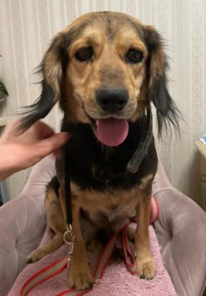 BEAUTY sucht dringend eine Familie