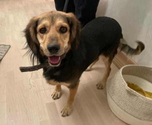 BEAUTY sucht dringend eine Familie