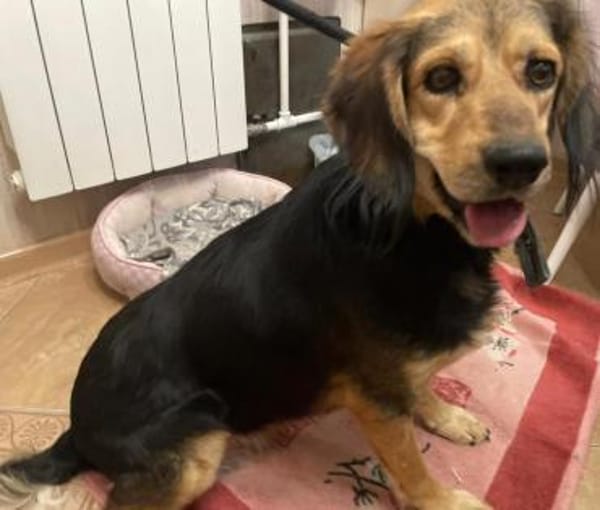 BEAUTY sucht dringend eine Familie