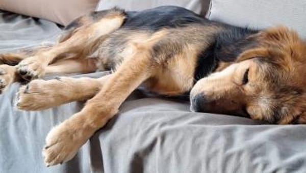 BEAUTY sucht dringend eine Familie