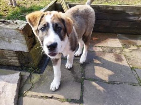 Yves 💙 lieber Herdenschutz-Hund Mix