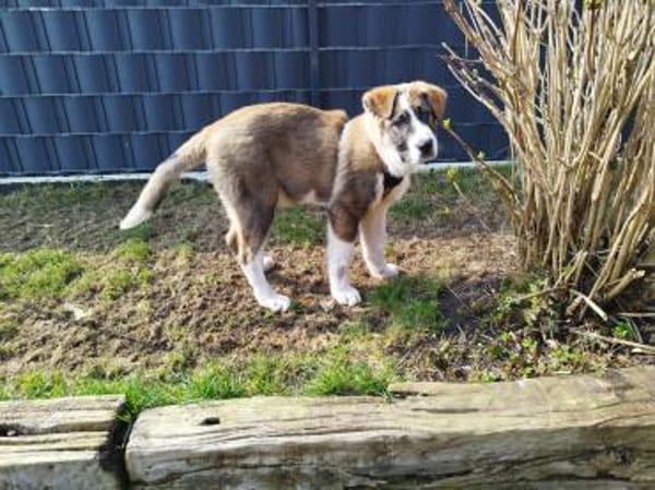 Yves 💙 lieber Herdenschutz-Hund Mix